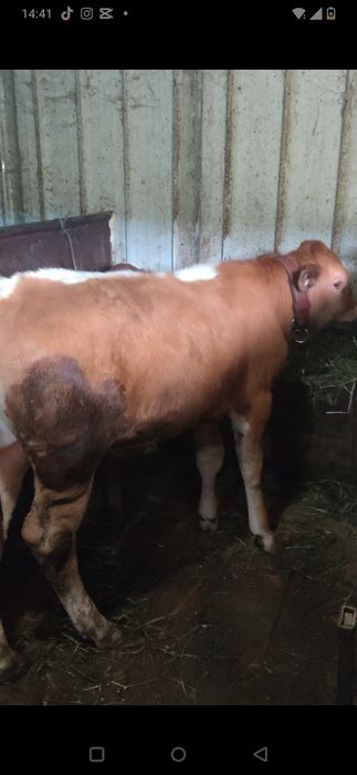 Vând tăuraș înțărcat