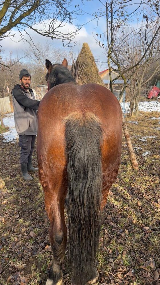 Vand 2 manze in varsta de 1,8 ani si 8 luni