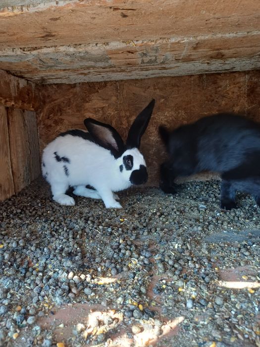 Vand femele urias pestri german