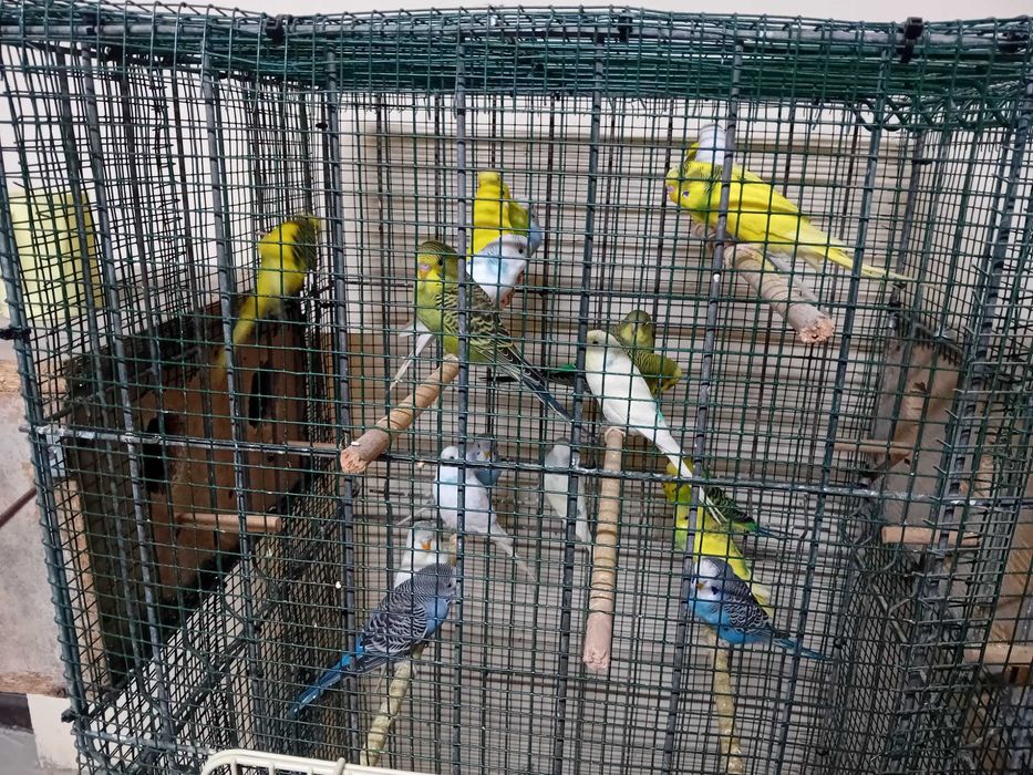 Papagali perusi maturi si pui