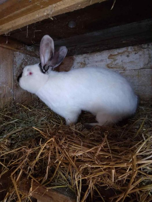 Iepuri uriasi de transilvania