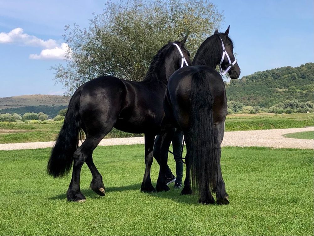 Iepe Friesian pereche Frizian Echitatie trasura calarie