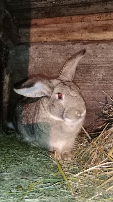 Продам крола ...