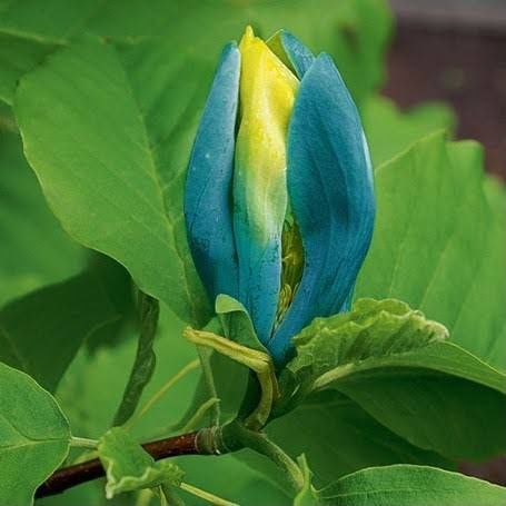 Magnolie blu opal