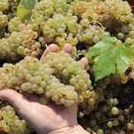 Struguri de masa/vin de vanzare