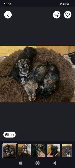 Отдам щенят в добрые руки