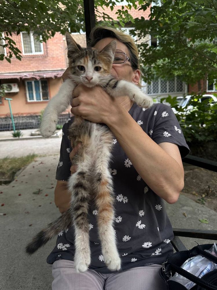 Кошечке ищем семью!