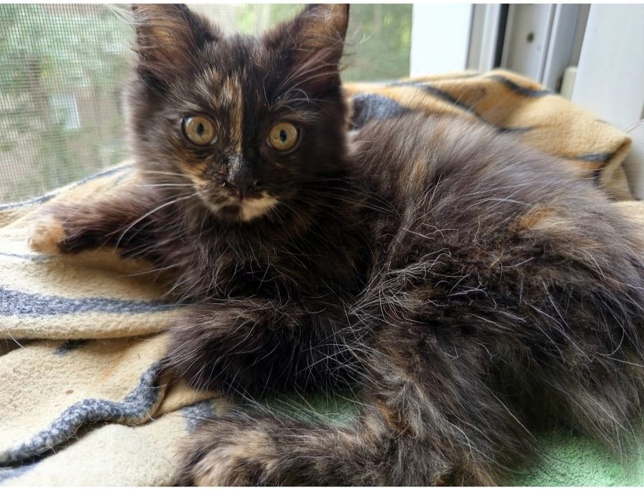 Отдадим котёнка Три месяца