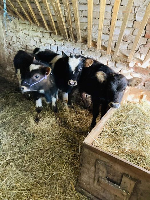 Продавам  три телета