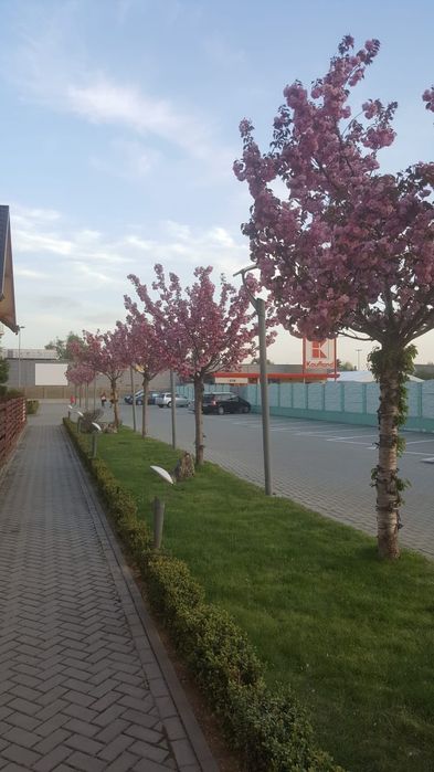 Apartament de închiriat în Rădăuți regim hotelier.