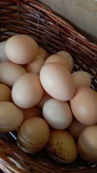 Продам яйцо,  домашних кур разных