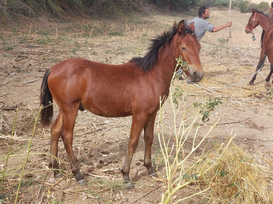 кон с жребче  7 години