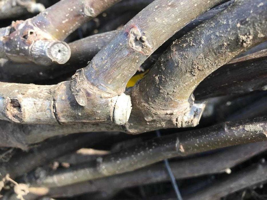 Vindem si plantam nuci altoiți Românești Geoagiu