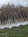 Copaci ornamentalia platan catalpa mesteacăn