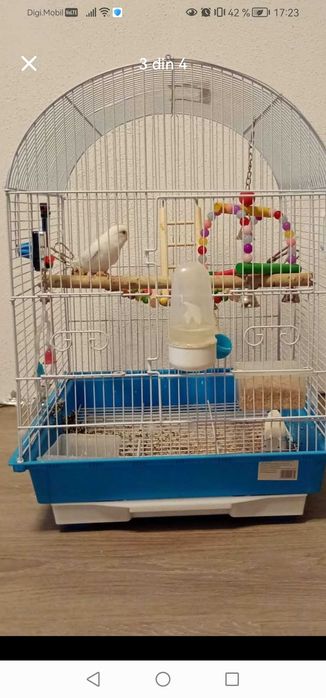 Papagal Peruș alb foarte vioi