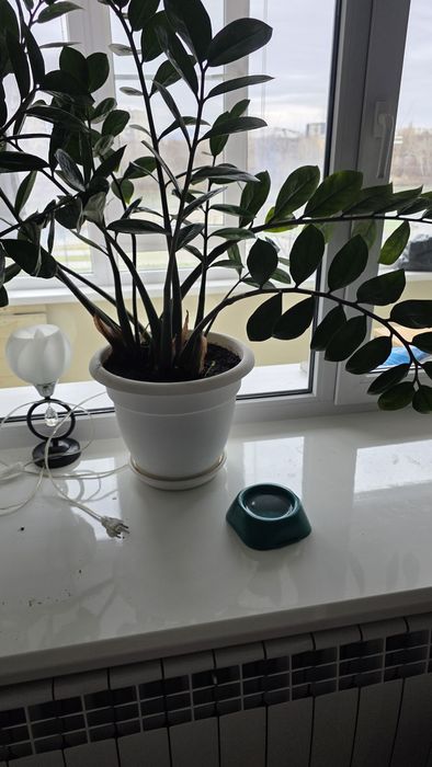 Замиокулькас взрослый здоровый