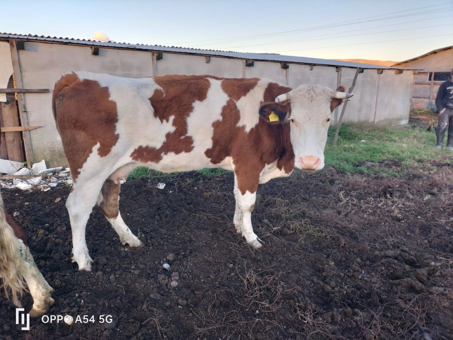 Vând vacă bălțată românească