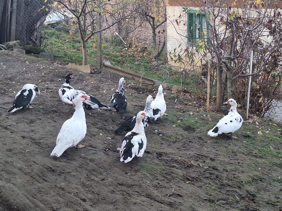 De vânzare rațe mute