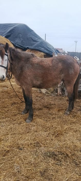 Кобыла  стоит на откорме
