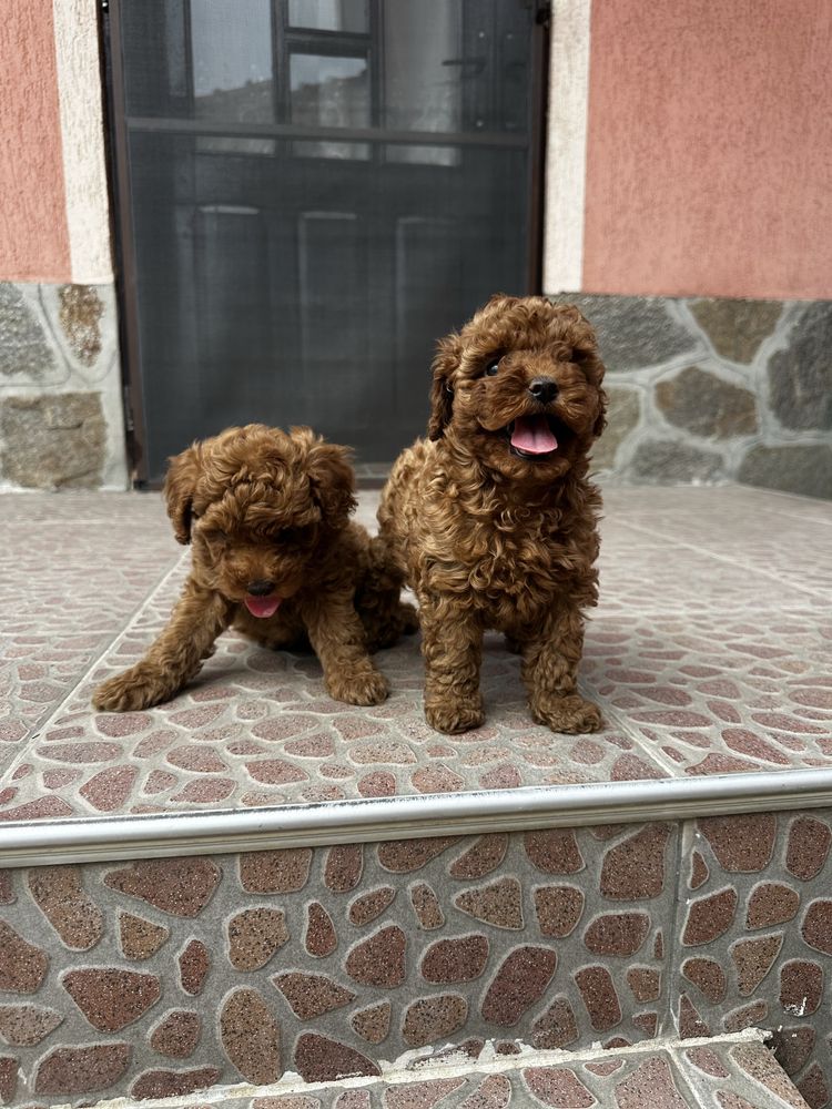 Пудел той / Poodle toy