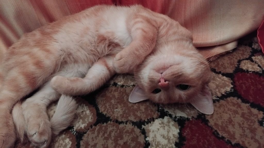 Отдам кота в добрые руки