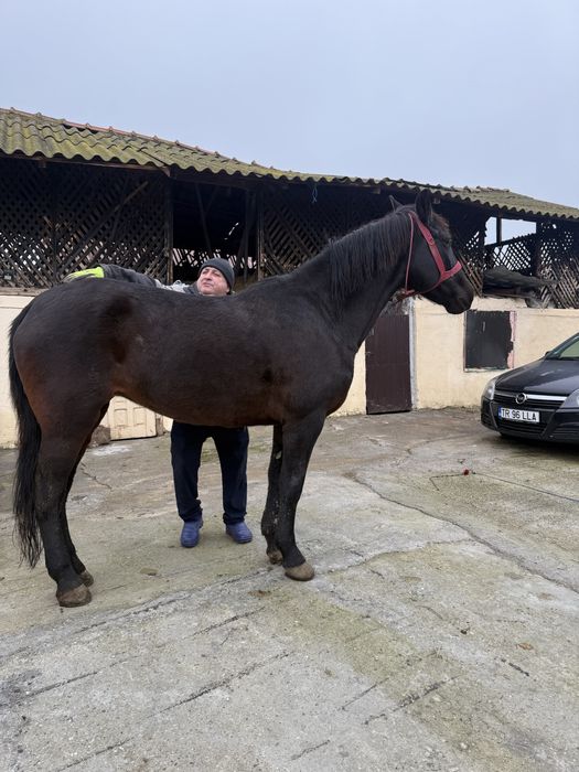 Iapă de 6 ani de vanzare