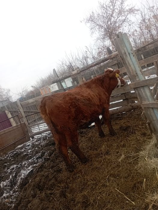 Тёлка подсосная.