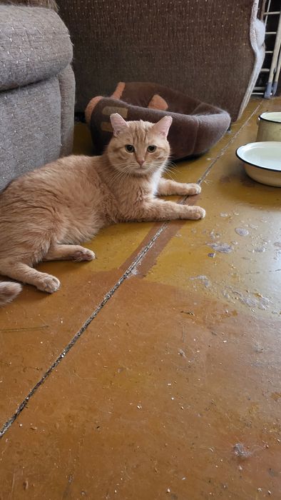 Рыжий красавец в поиске своего Человека