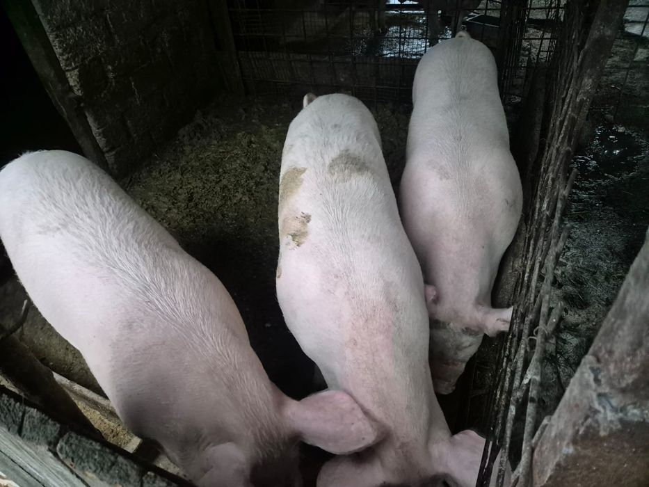 Porci de vanzare