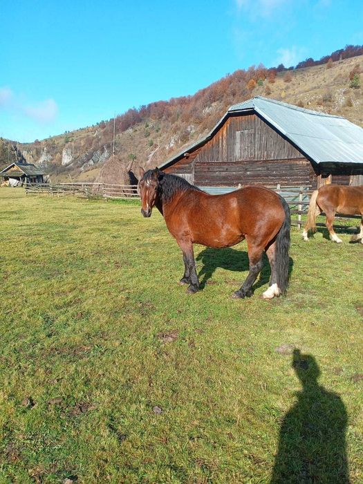 Vând doi cai frumoși.