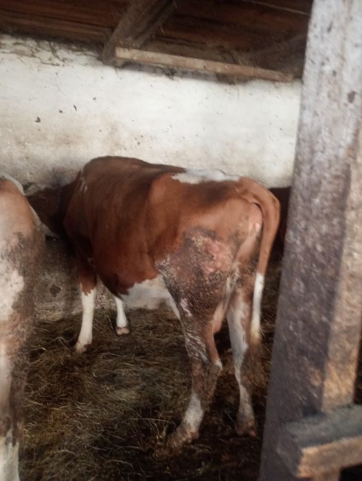 Vând vacii se poate văzut în lazuri