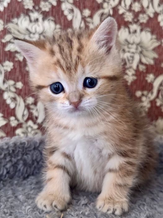 Mushuchalaga bron ochildi