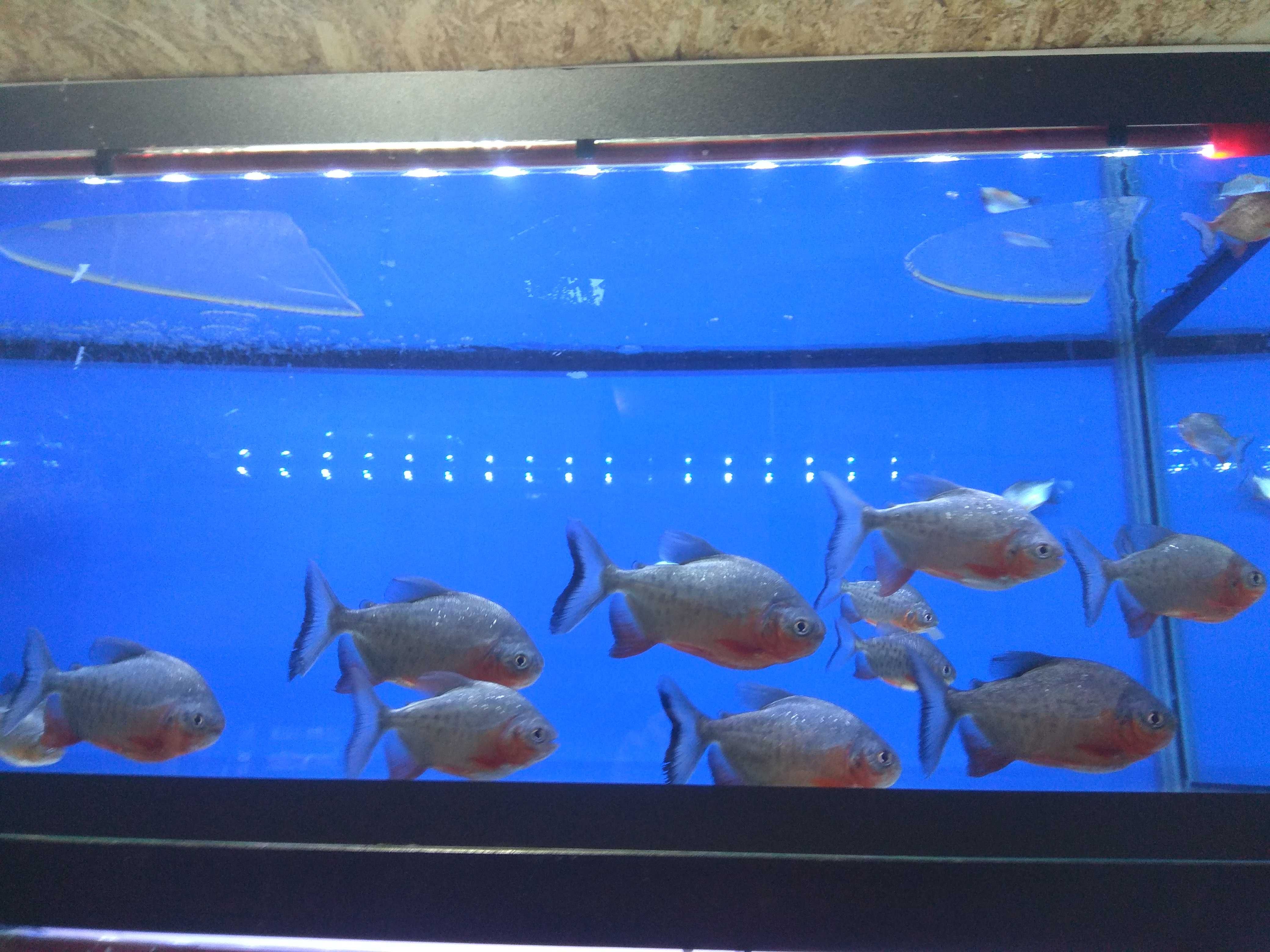 Профессиональная чистка аквариума AQUALIFE