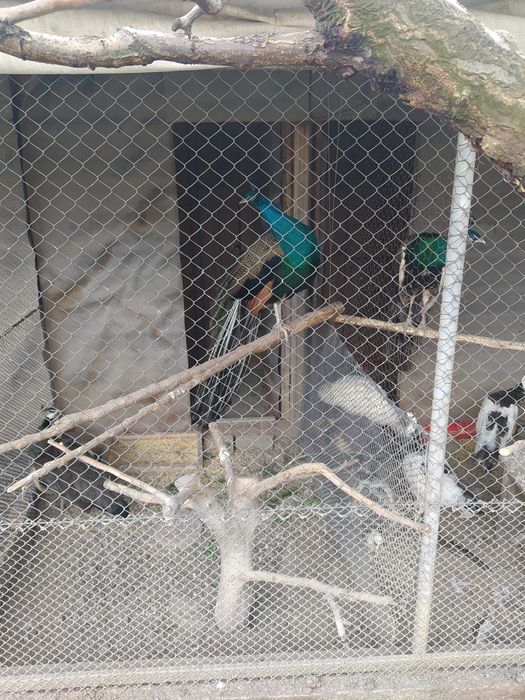 Vand păuni și fazani,vârstă 1,2,3 ani