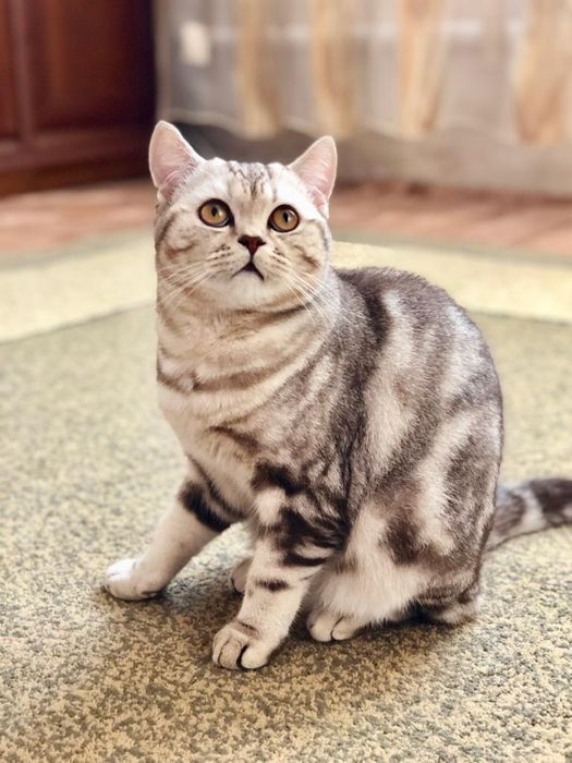 Молодой,опытный прямоухий шотландский кот (скоттиш страйт) для вязки