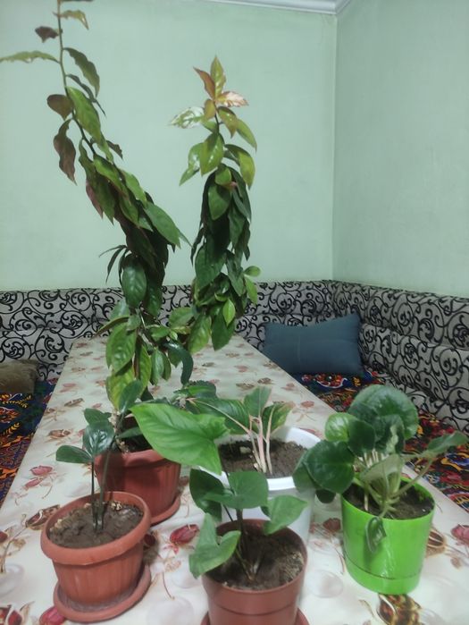 Ухоженные комнатные растения