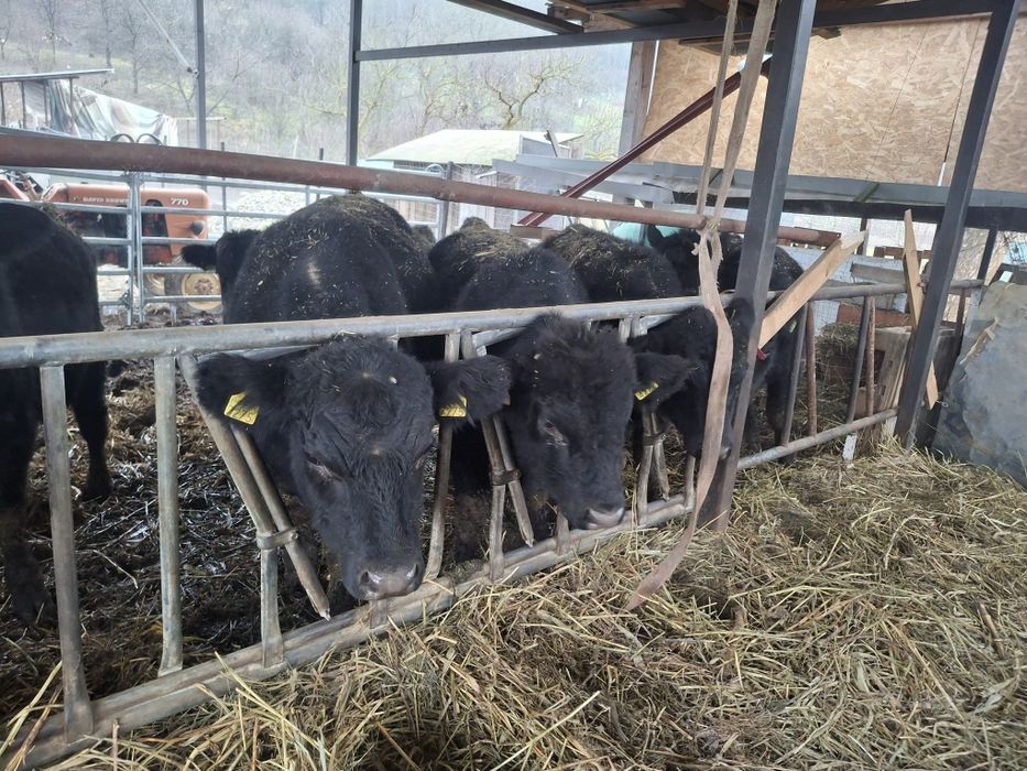 Viței angus cu origine.