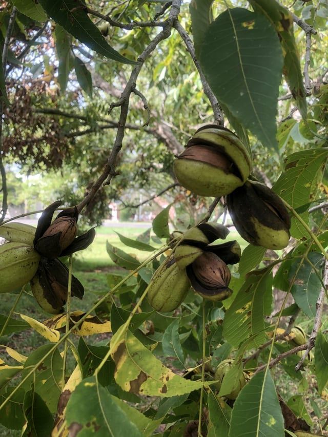 Nuc Pecan (Soiul Texas )