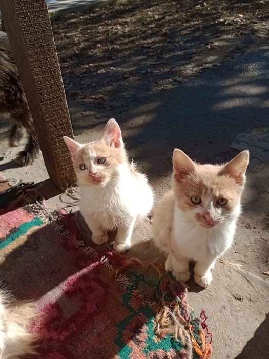 Donez pisicuta si motanel de 2 luni