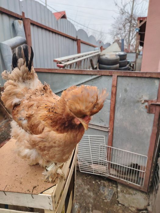 Gaini motate golașe și incaltate