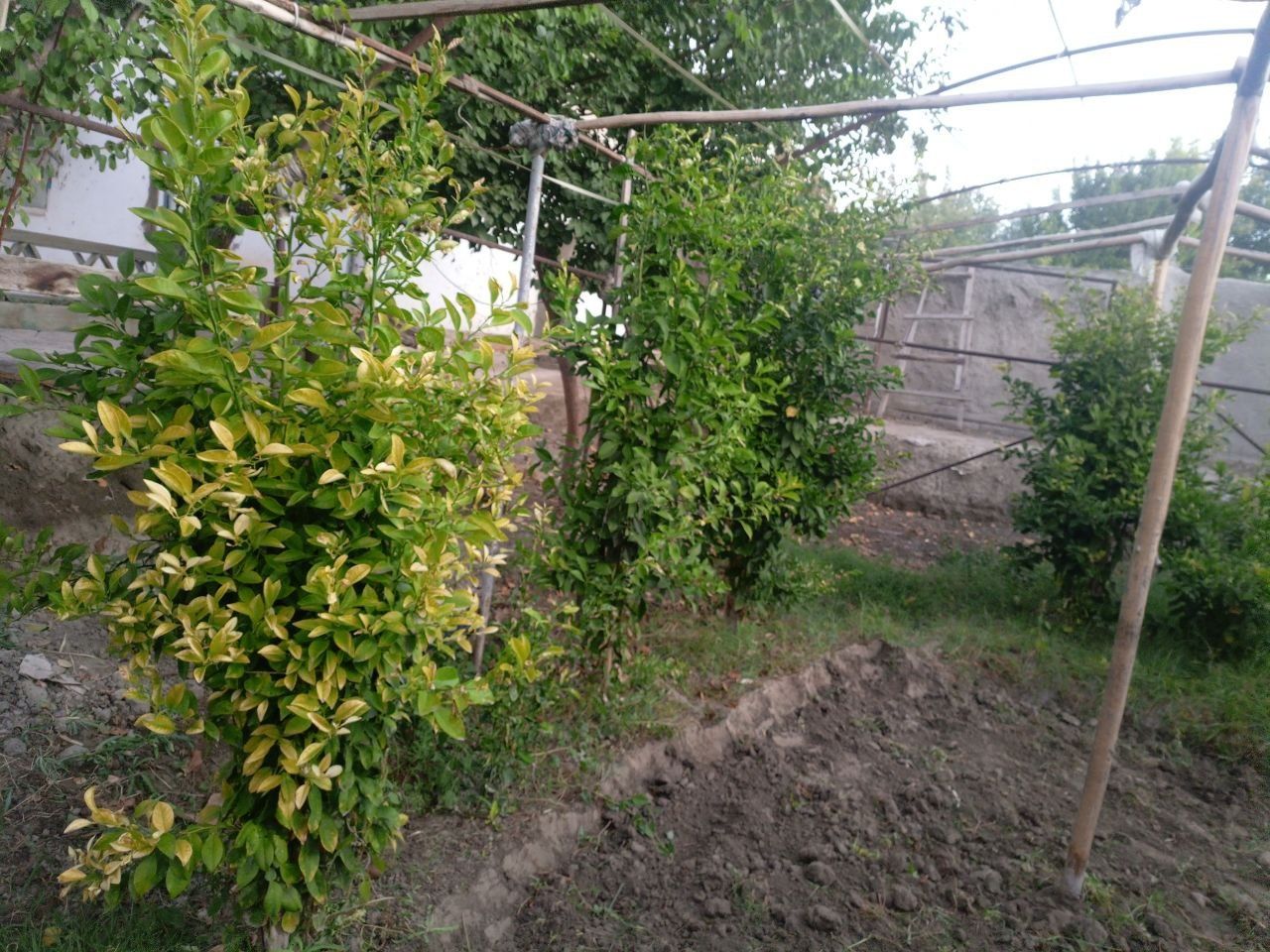 Limon koʼchatlari sotiladi