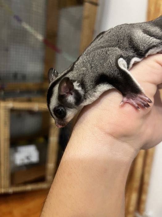 Sugar glider ( Veverita zburatoare )