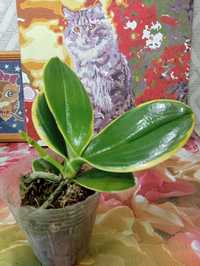 Орхидея вариегатная