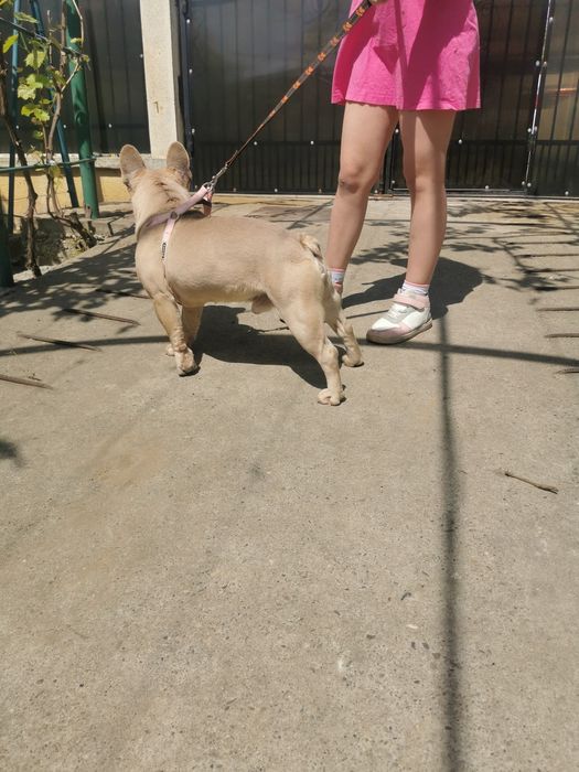Buldog francez fawn