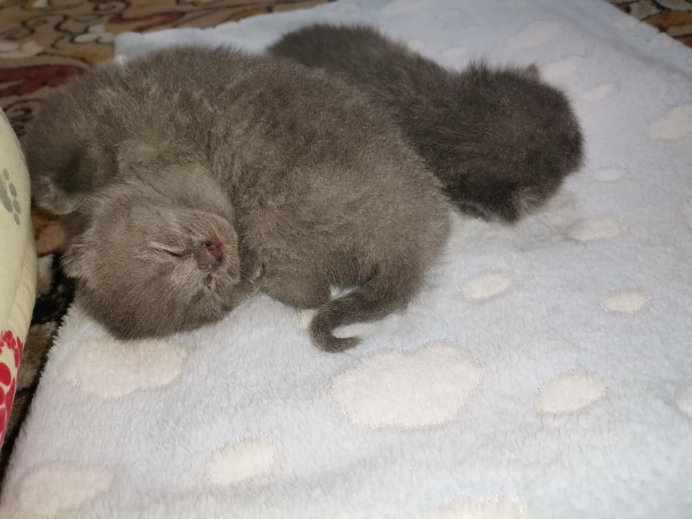 British shorthair