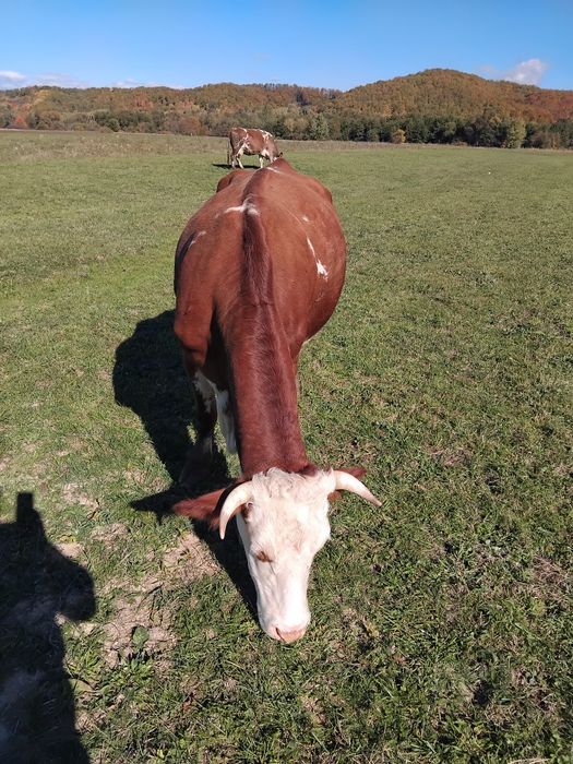 Vand vaca tânără