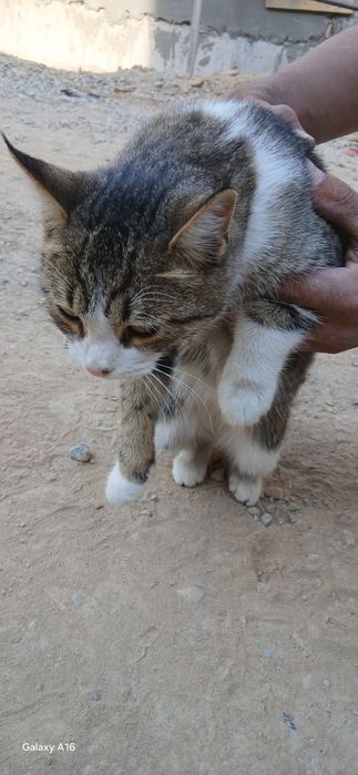 Yahshi qaraydigan oylaga