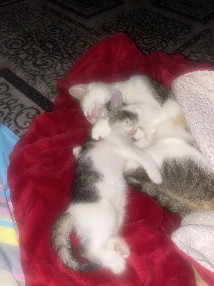 Котенок в добрые руки
