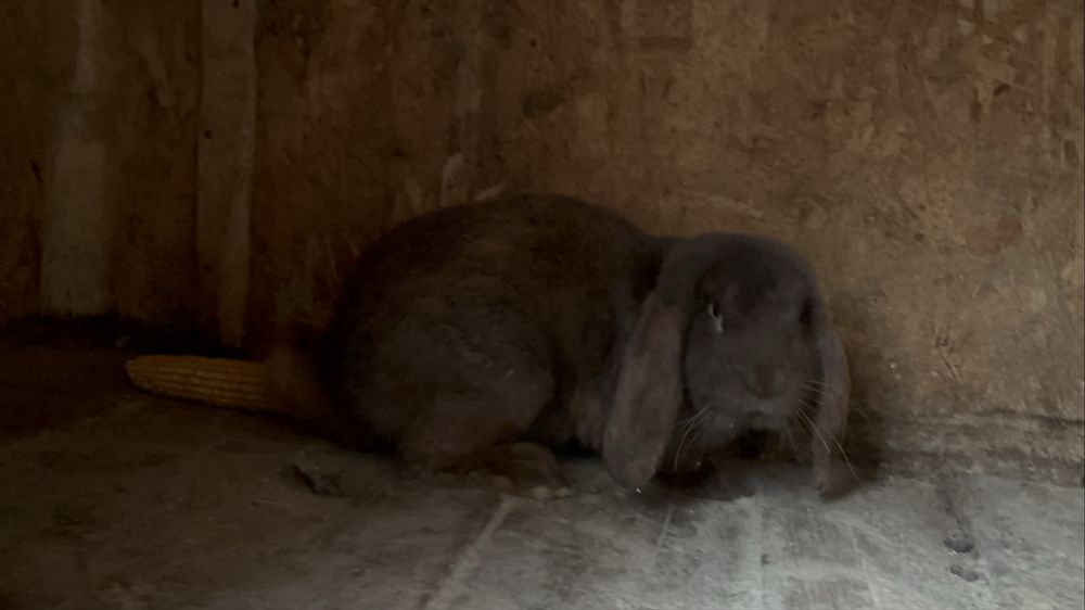 Mascul berbec german