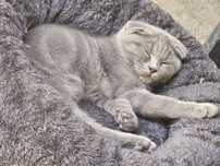 Scottish Fold 8 oylik oʻgʻil bola
